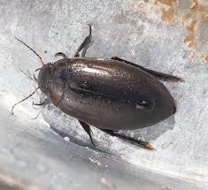 Attēlu rezultāti vaicājumam “Colymbetes paykulli”