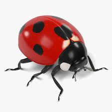 Attēlu rezultāti vaicājumam “Coccinella septempunctata”