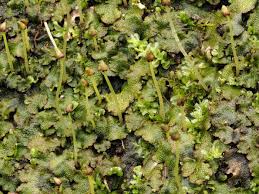 Attēlu rezultāti vaicājumam “Conocephalum”