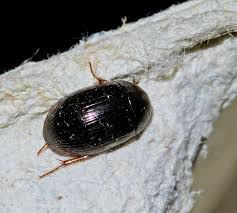 Attēlu rezultāti vaicājumam “Enochrus affinis”