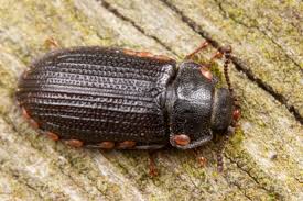 Attēlu rezultāti vaicājumam “Grynocharis oblonga”