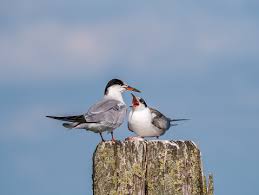 Attēlu rezultāti vaicājumam “Sterna hirundo adult”