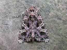 Attēlu rezultāti vaicājumam “Hadena rivularis”