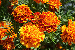 Image result for Tagetes patula