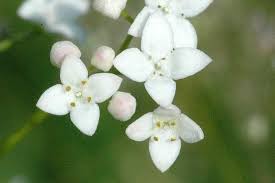 Attēlu rezultāti vaicājumam “Galium uliginosum”