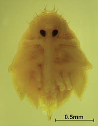 Attēlu rezultāti vaicājumam “Anthonomus phyllocola”