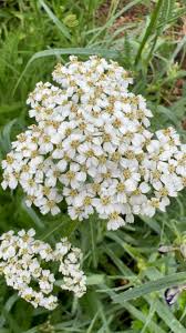 Attēlu rezultāti vaicājumam “Achillea salicifolia”