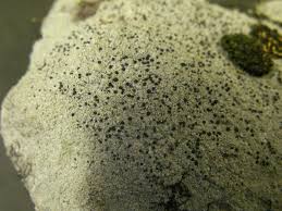 Attēlu rezultāti vaicājumam “Lecidella elaeochroma”