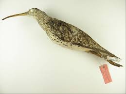 Image result for Numenius tenuirostris