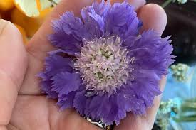 Image result for scabiosa caucasica