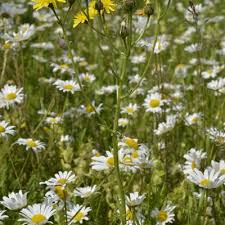 Attēlu rezultāti vaicājumam “Crepis biennis leaf”