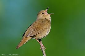 Image result for Locustella fluviatilis