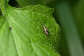 Attēlu rezultāti vaicājumam “Polydrusus tereticollis”