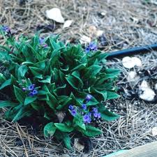 Attēlu rezultāti vaicājumam “Pulmonaria angustifolia”