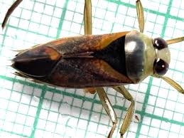 Attēlu rezultāti vaicājumam “Notonecta glauca”