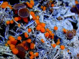 Attēlu rezultāti vaicājumam “Cheilymenia stercorea”