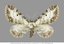 Attēlu rezultāti vaicājumam “Eupithecia succenturiata”