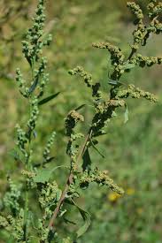 Image result for Chenopodium album