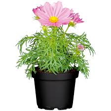 Image result for Schmuckkörbchen