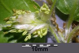 Attēlu rezultāti vaicājumam “Fagus sylvatica fo. laciniata bud”