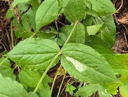 Attēlu rezultāti vaicājumam “Silene tatarica leaf”