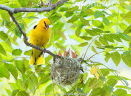 Attēlu rezultāti vaicājumam “Oriolus oriolus male”