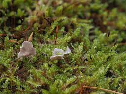 Attēlu rezultāti vaicājumam “Arrhenia retiruga”