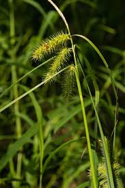Attēlu rezultāti vaicājumam “Carex pseudocyperus fruit”