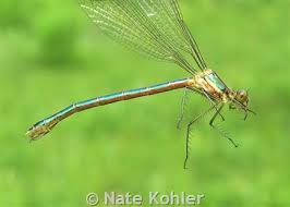 Attēlu rezultāti vaicājumam “Lestes dryas female”