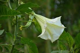 Image result for beladona