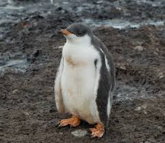 Image result for penguin
