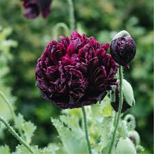 Image result for Papaver somniferum Black