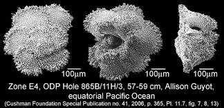 Attēlu rezultāti vaicājumam “Comatricha elegans var. microspora macro”