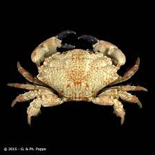 Attēlu rezultāti vaicājumam “Lophozia incisa”