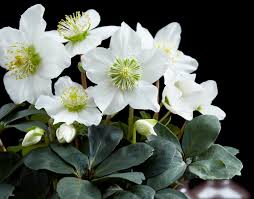 Attēlu rezultāti vaicājumam “Helleborus niger”