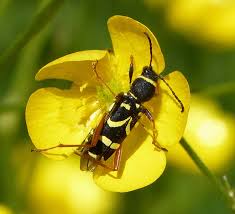 Attēlu rezultāti vaicājumam “Clytus arietis”