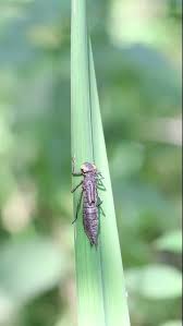 Attēlu rezultāti vaicājumam “Libellula quadrimaculata larva”