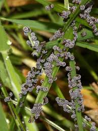 Attēlu rezultāti vaicājumam “Physarum bitectum”