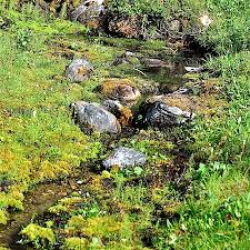 Attēlu rezultāti vaicājumam “Palustriella decipiens”