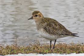 Attēlu rezultāti vaicājumam “Pluvialis apricaria”