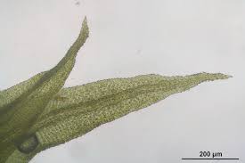 Attēlu rezultāti vaicājumam “Anomodon longifolius”