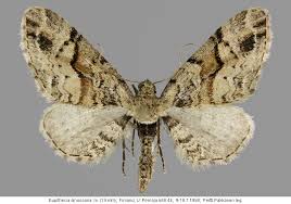 Attēlu rezultāti vaicājumam “Eupithecia sinuosaria”