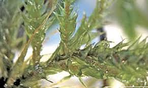 Attēlu rezultāti vaicājumam “Antitrichia curtipendula macro”