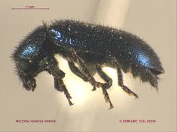 Attēlu rezultāti vaicājumam “Necrobia violacea”