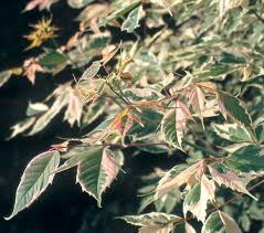 Attēlu rezultāti vaicājumam “Acer negundo”