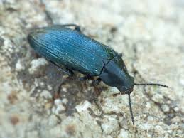 Attēlu rezultāti vaicājumam “Melandrya dubia”