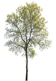 Attēlu rezultāti vaicājumam “Fraxinus excelsior”