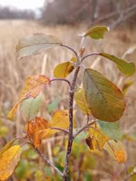 Attēlu rezultāti vaicājumam “Frangula alnus leaf”