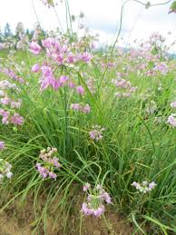Image result for Allium schoenoprasum