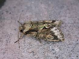 Attēlu rezultāti vaicājumam “Allophyes oxyacanthae”